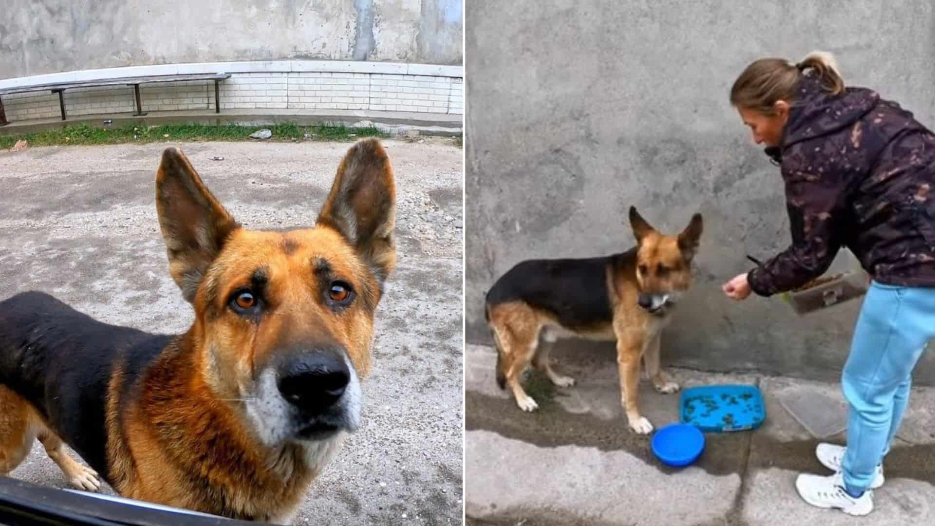 stray german shepherd dog begs for food