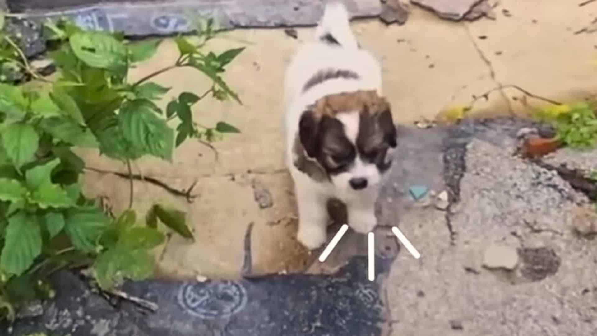 Rescuers Follow A Tiny Pup Begging For Help, Only To Discover Another Shocking Surprise
