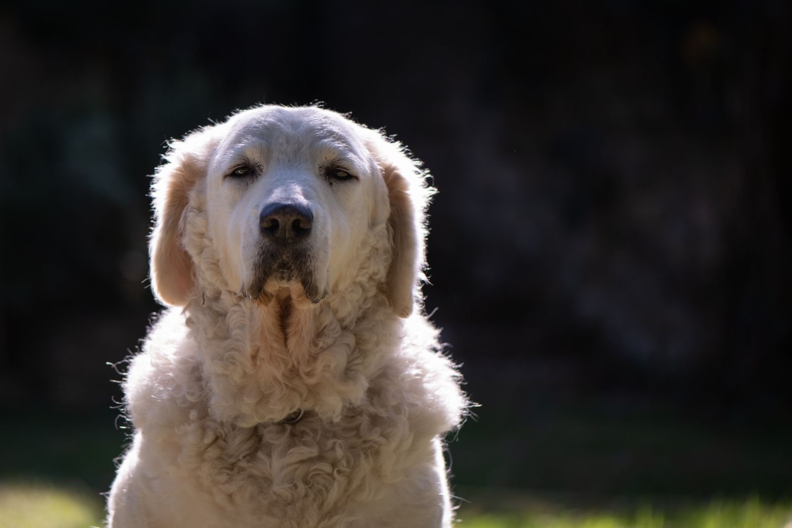 the kuvasz portrait