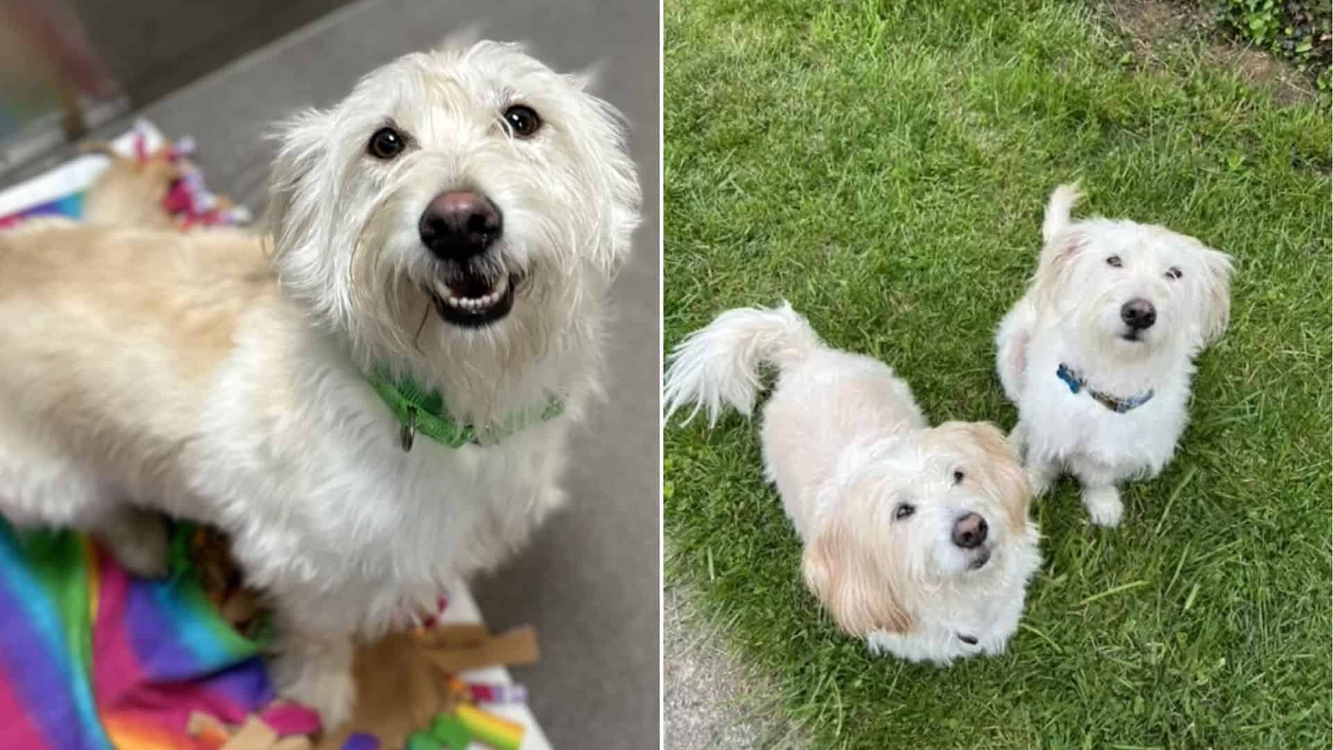 two white dogs