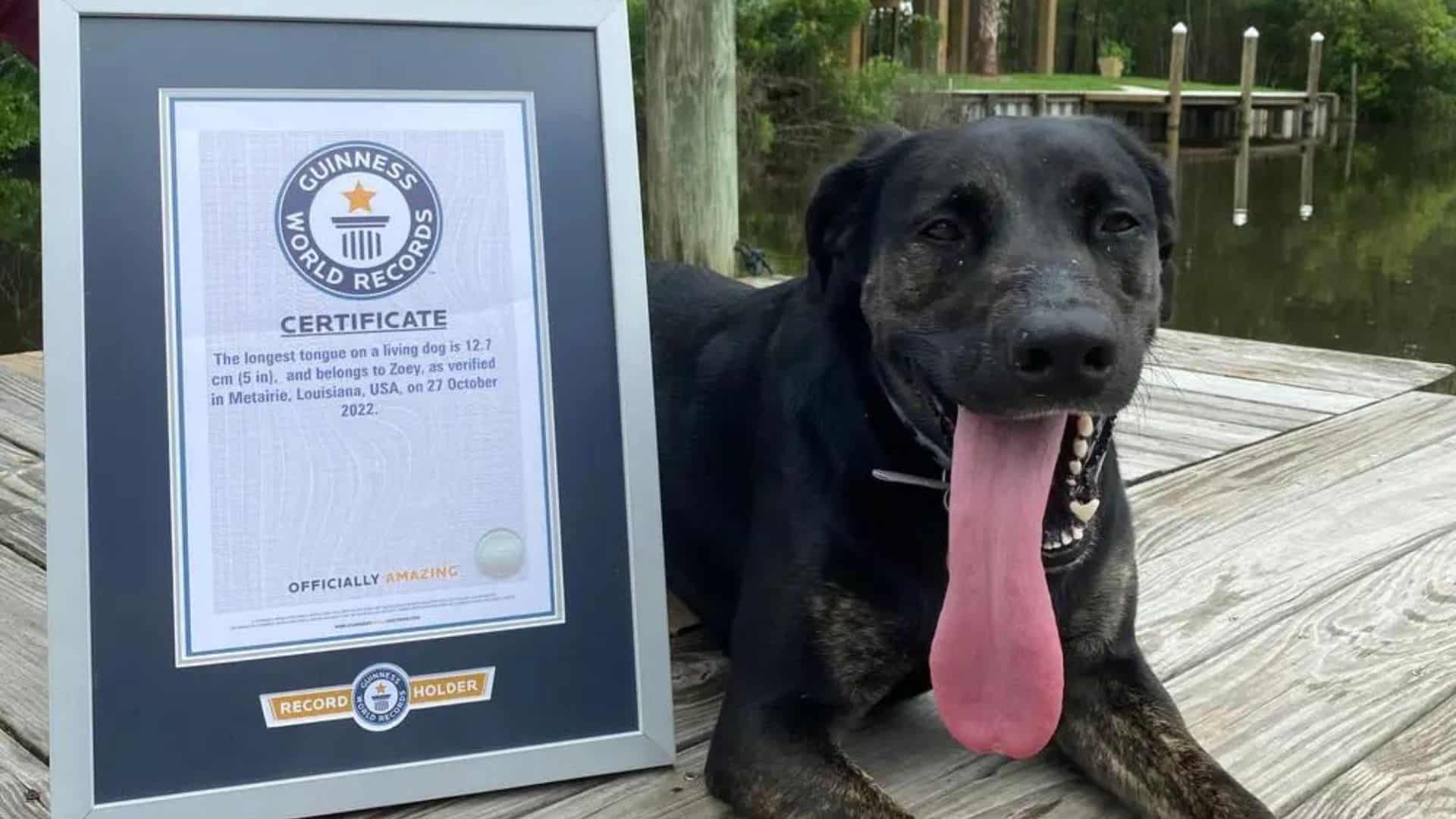 dog with longest tongue