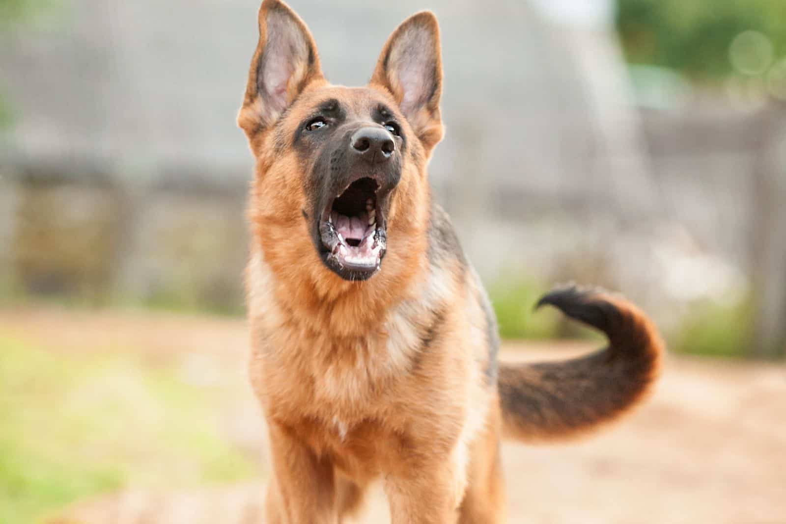 5 Hidden Meanings Behind German Shepherd Barks