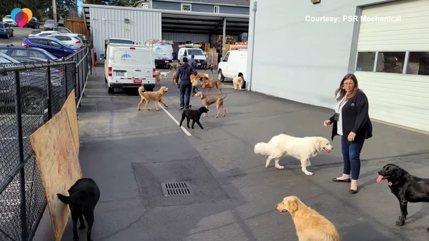 a lot of dogs in parking after being rescued from fire