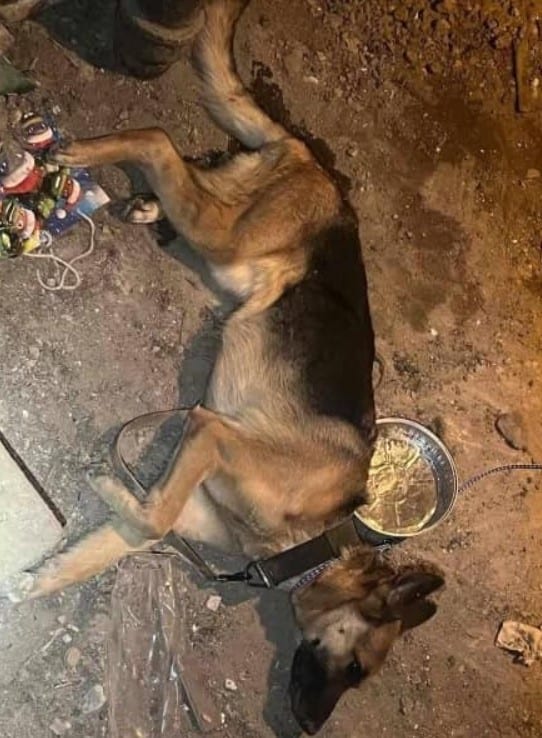 a tethered German shepherd lies on the sand