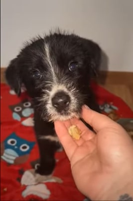 a woman feeds a black rescued dog