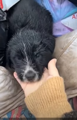 a woman found a cute dog