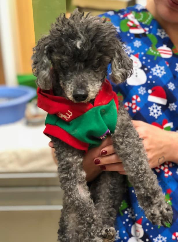 a woman holds a poodle in her arms