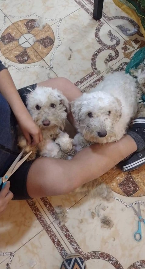 a woman sits on the tiles and grooms her dogs