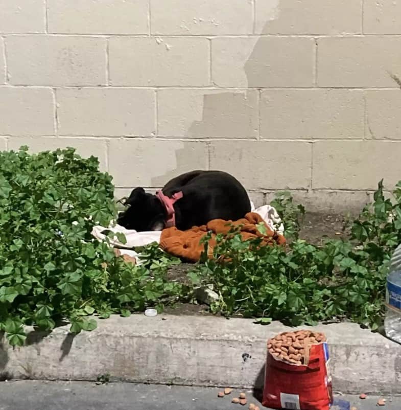 abandoned dog sleeping