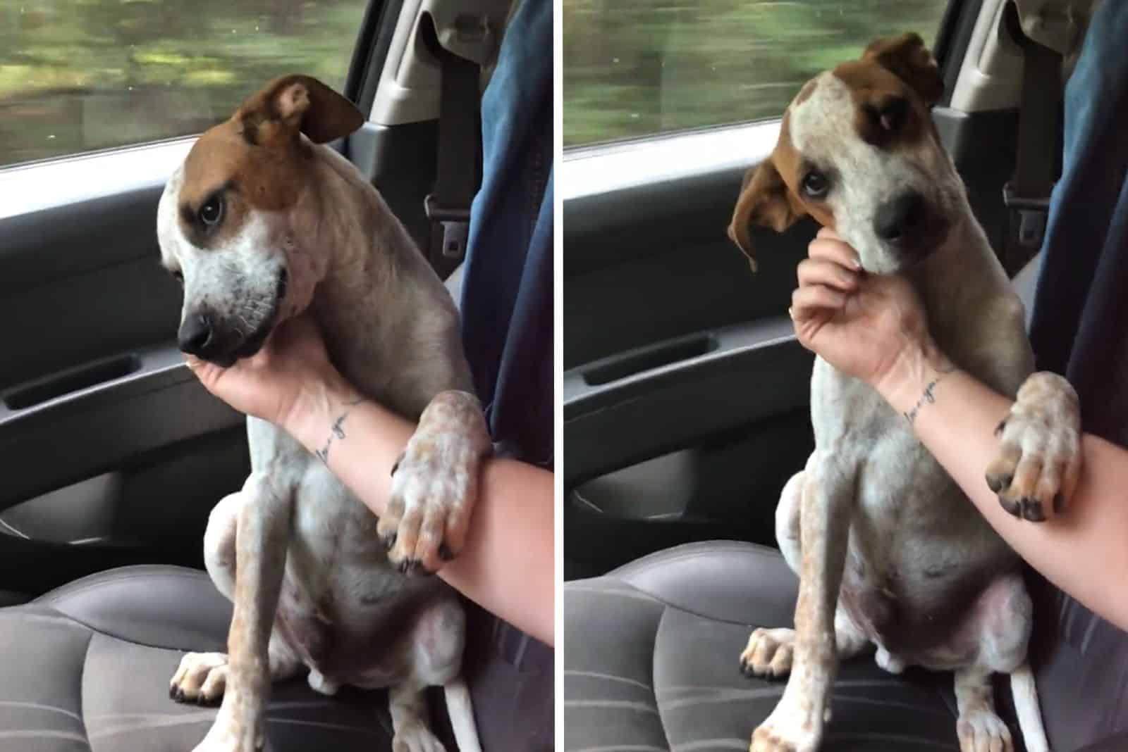 adorable dog in a car