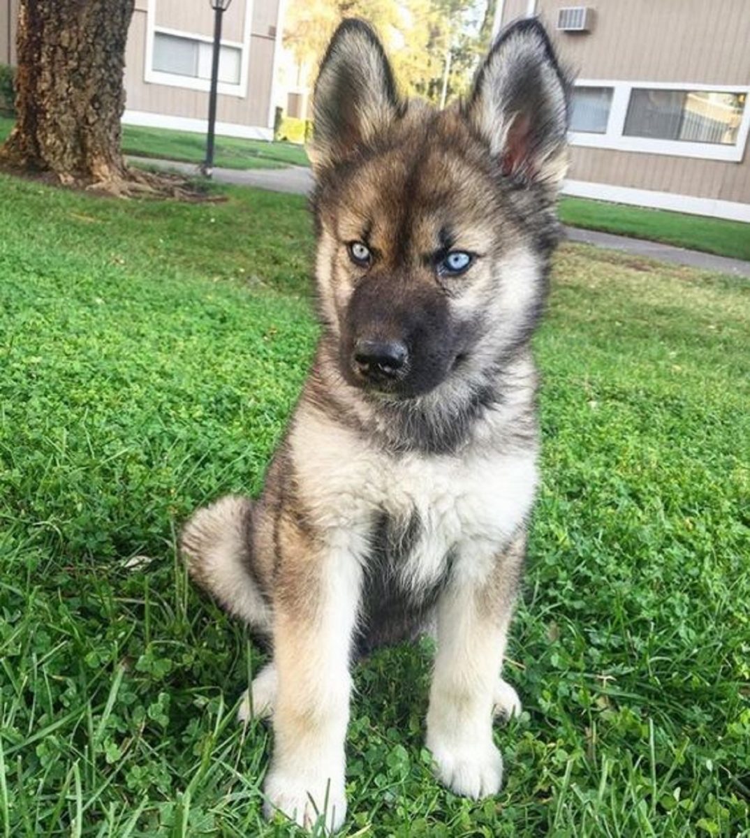 13 Mesmerizing Blue-Eyed German Shepherds That Will Leave You Speechless