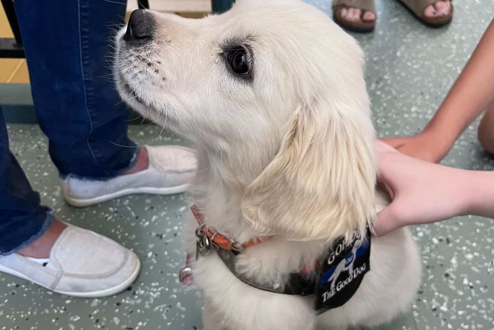 adorable golden retriever puppy sitting among people