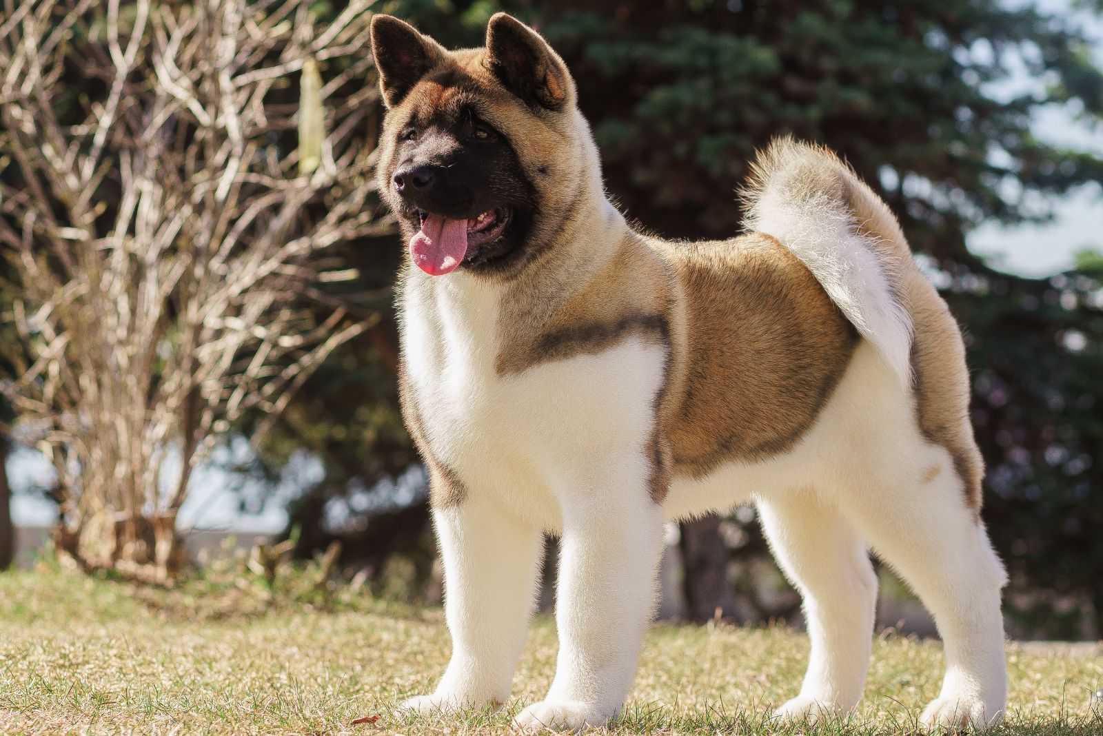 american akita puppy