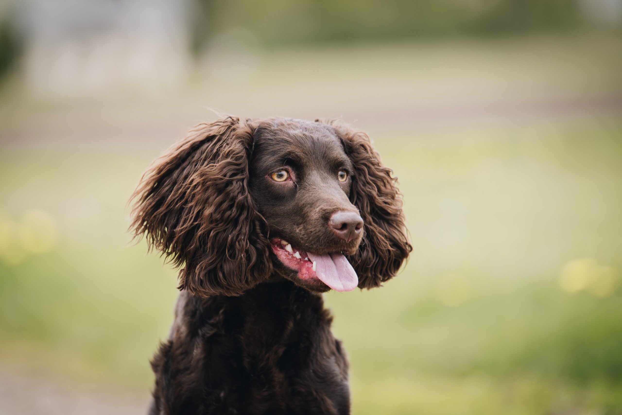 american water spaniel in nature