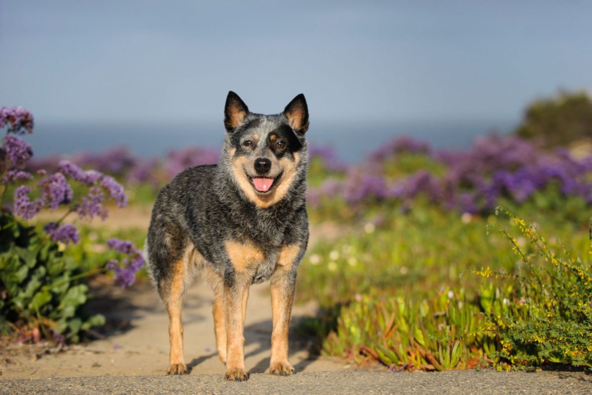 7 Dog Breeds That Are Underrated Or Not Talked About Enough