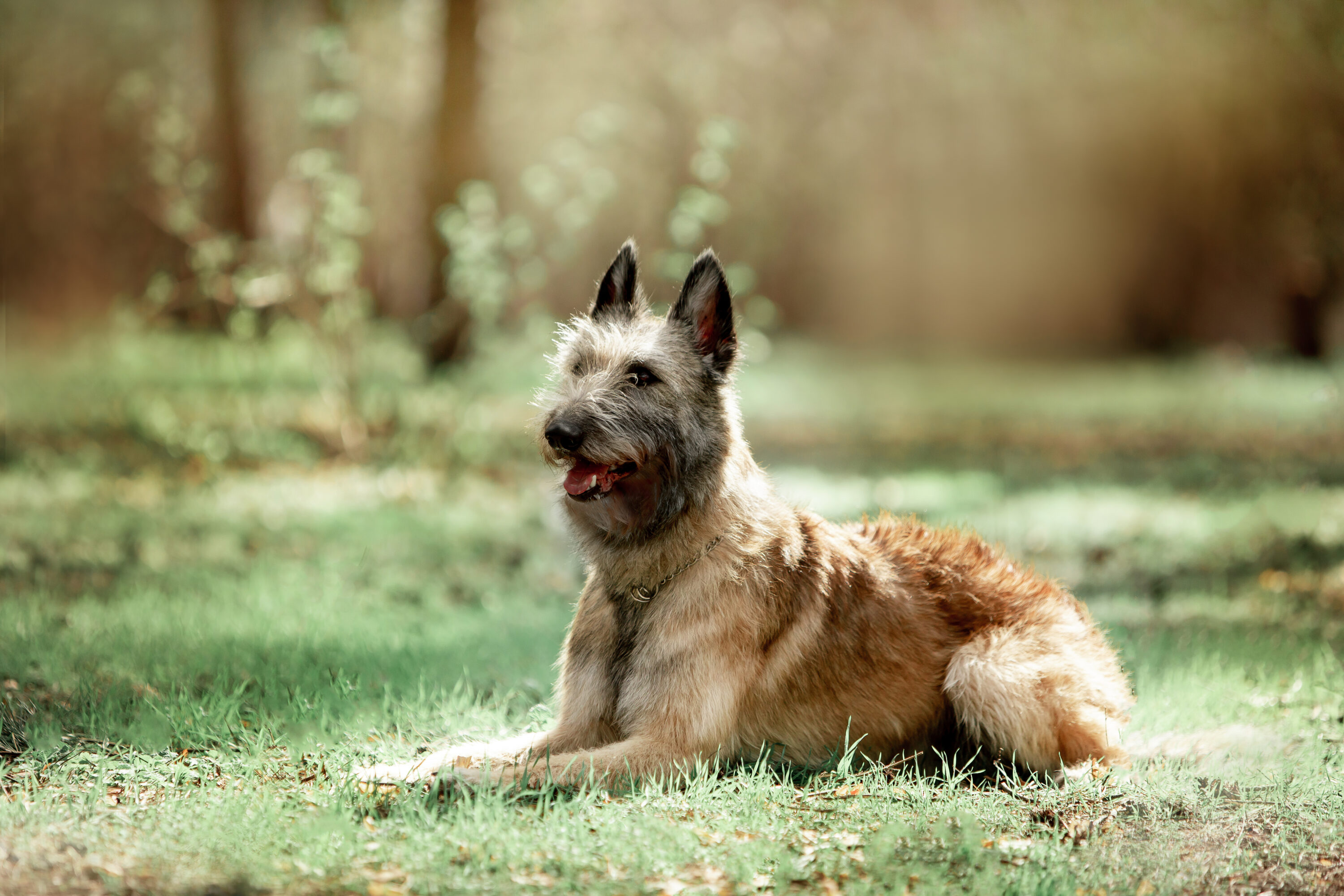 belgian laekenois sitting and smiling