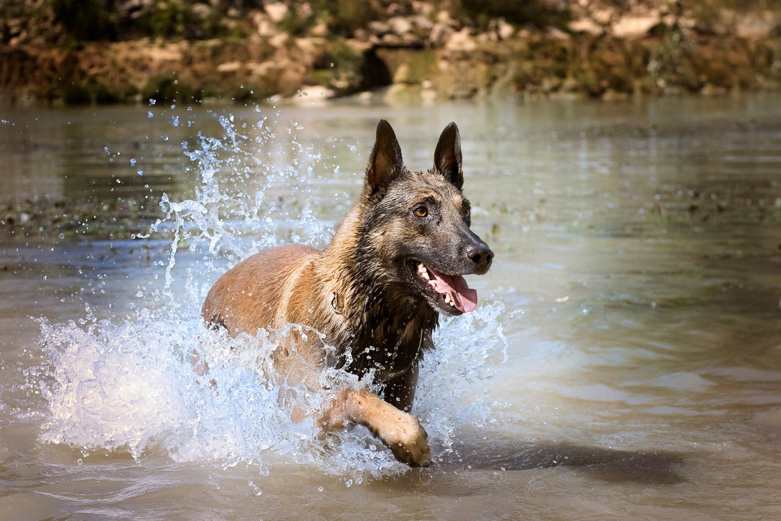 belgian malinois in water