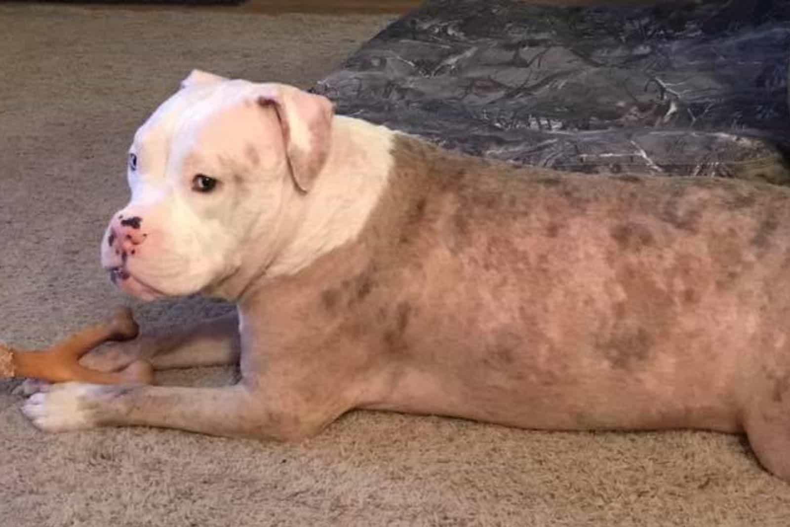 big dog laying on the floor