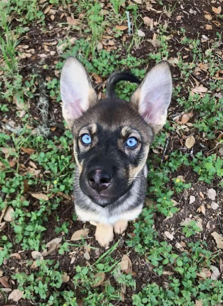 13 Mesmerizing Blue-Eyed German Shepherds That Will Leave You Speechless