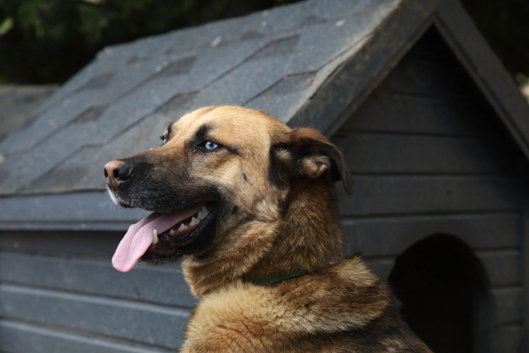 13 Mesmerizing Blue-Eyed German Shepherds That Will Leave You Speechless