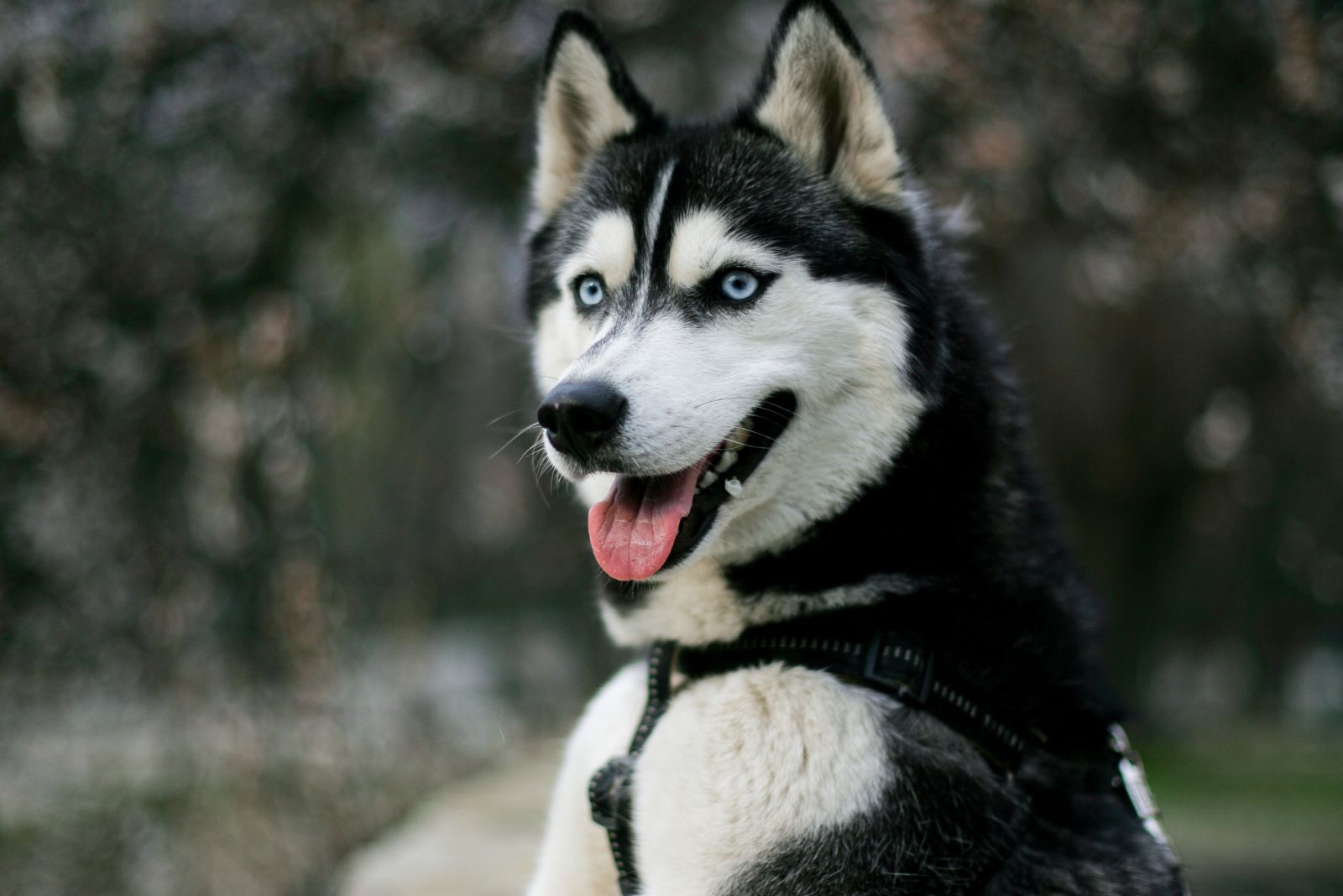 blue eyed husky