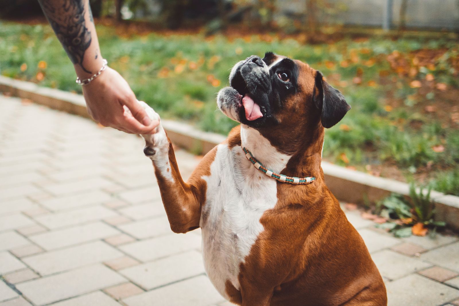 boxer dog giving a high five