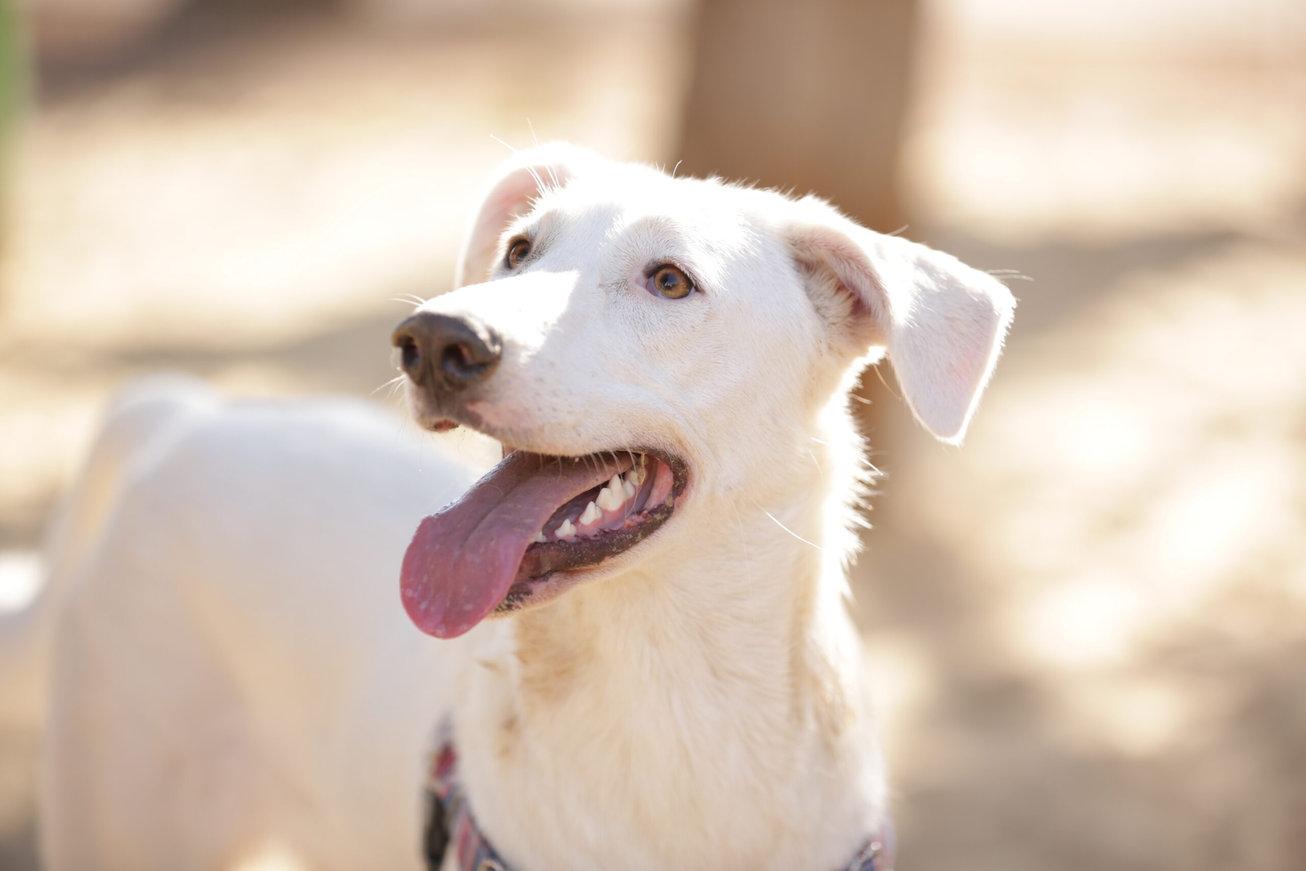 canaan dog smiling