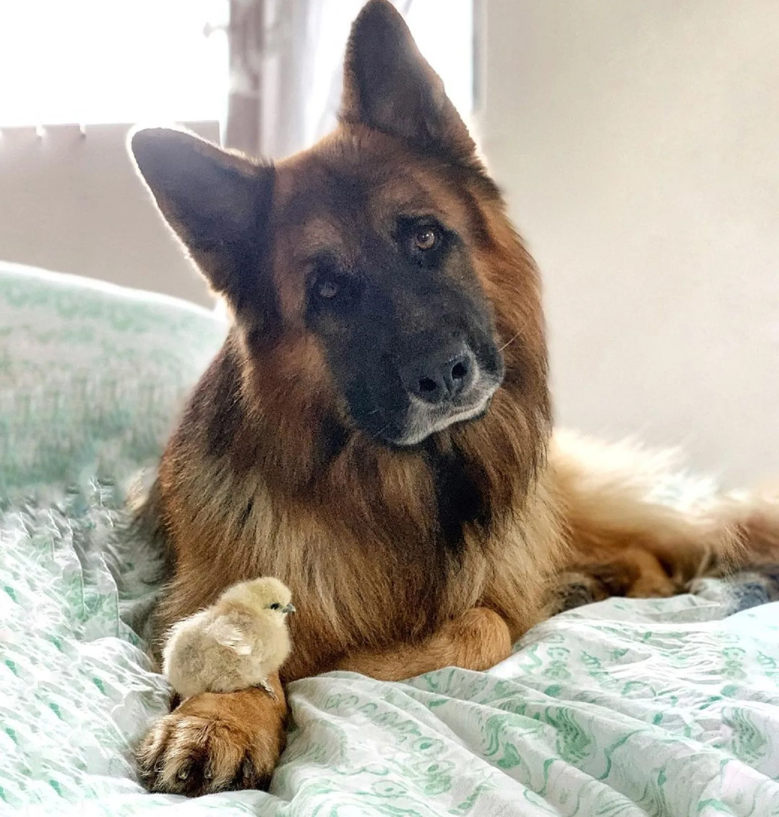 Pollo sentado en la pata del pastor alemán en la cama.