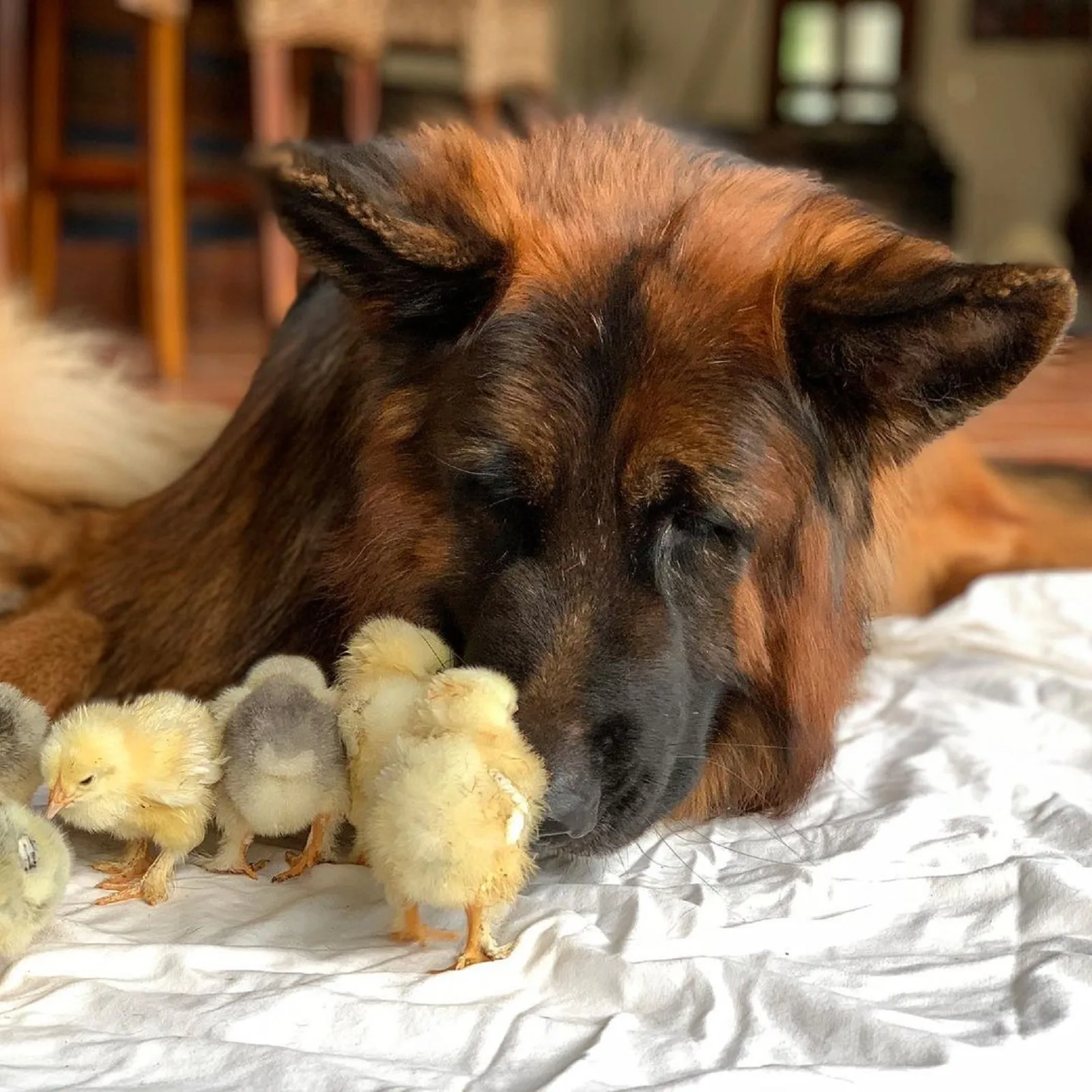 Pollos caminando alrededor del perro pastor alemán acostado sobre una sábana blanca.