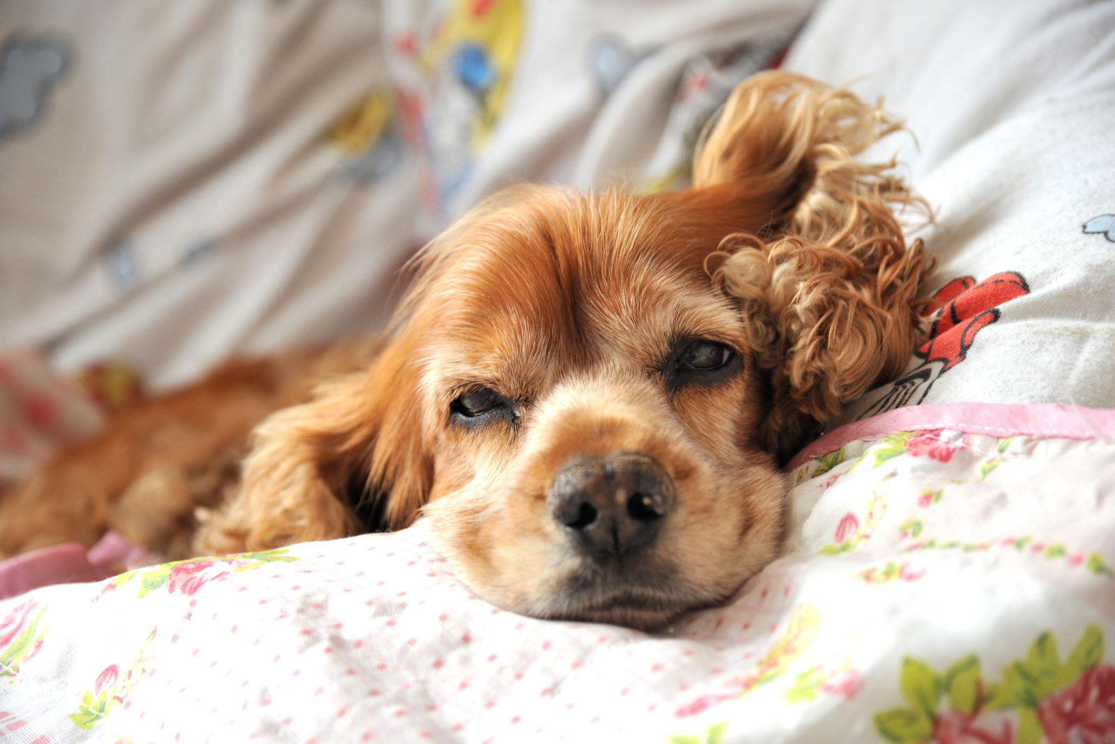 cocker spaniel sleeping