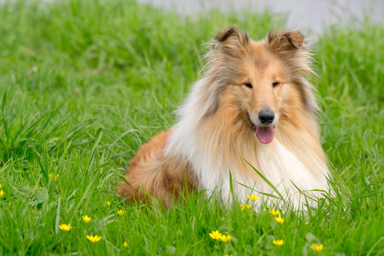 collie in the grass