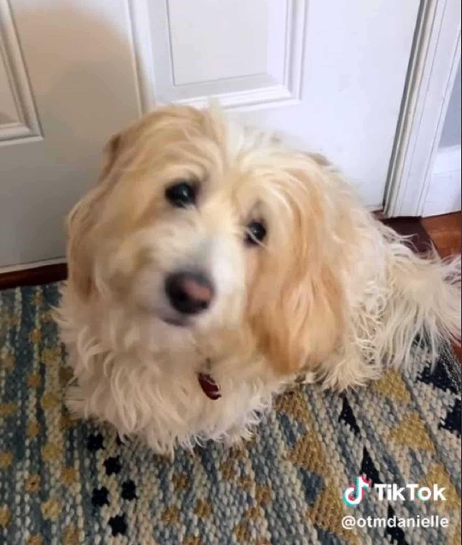 cute dog sitting near the door