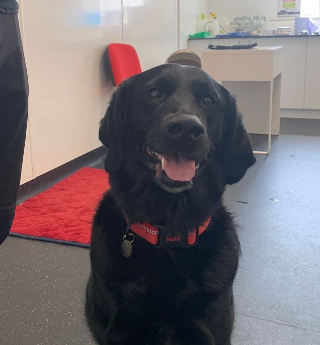 cute smiling black dog sitting and looking at camera