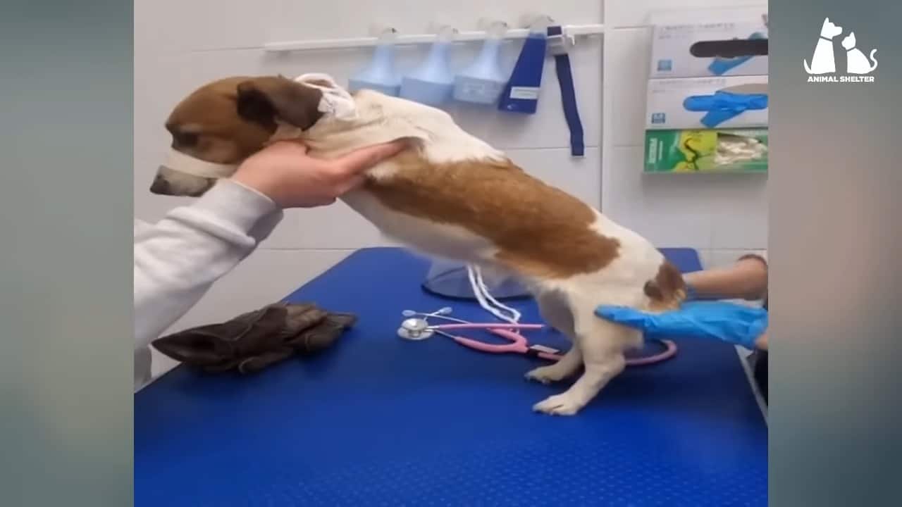 dog at veterinary having treatment