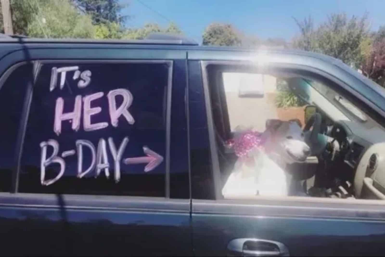 dog driving on front seat in the car for her birthday