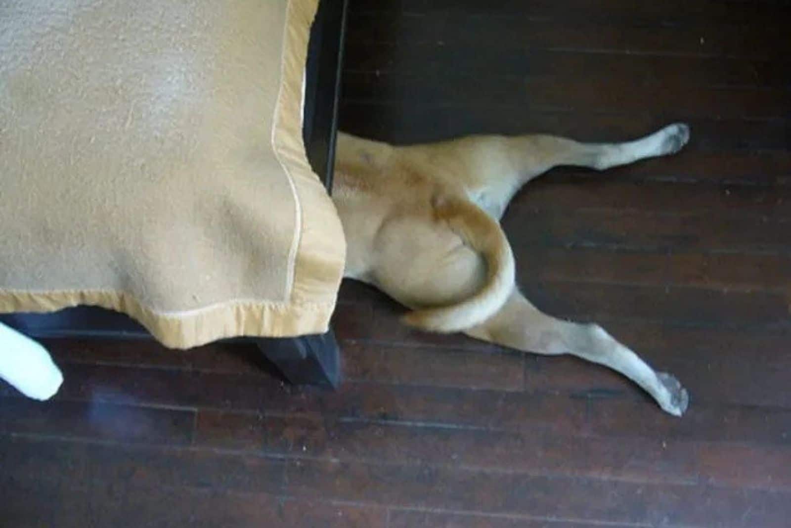 dog hiding under the bed in the house