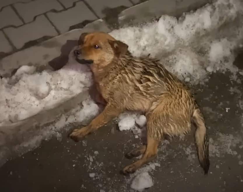 dog injured by a truck lying on the street