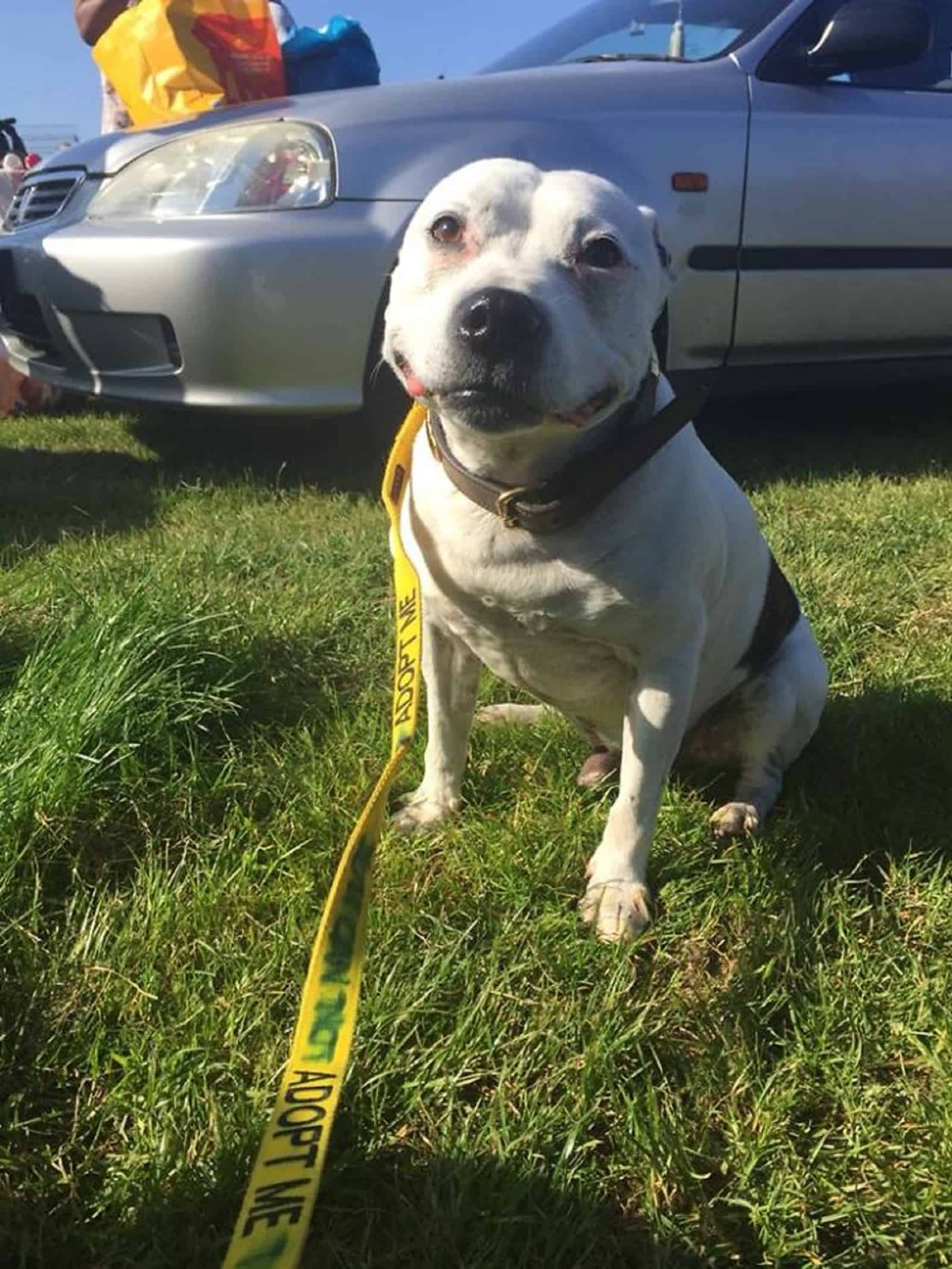 dog on a leash sitting on the grass