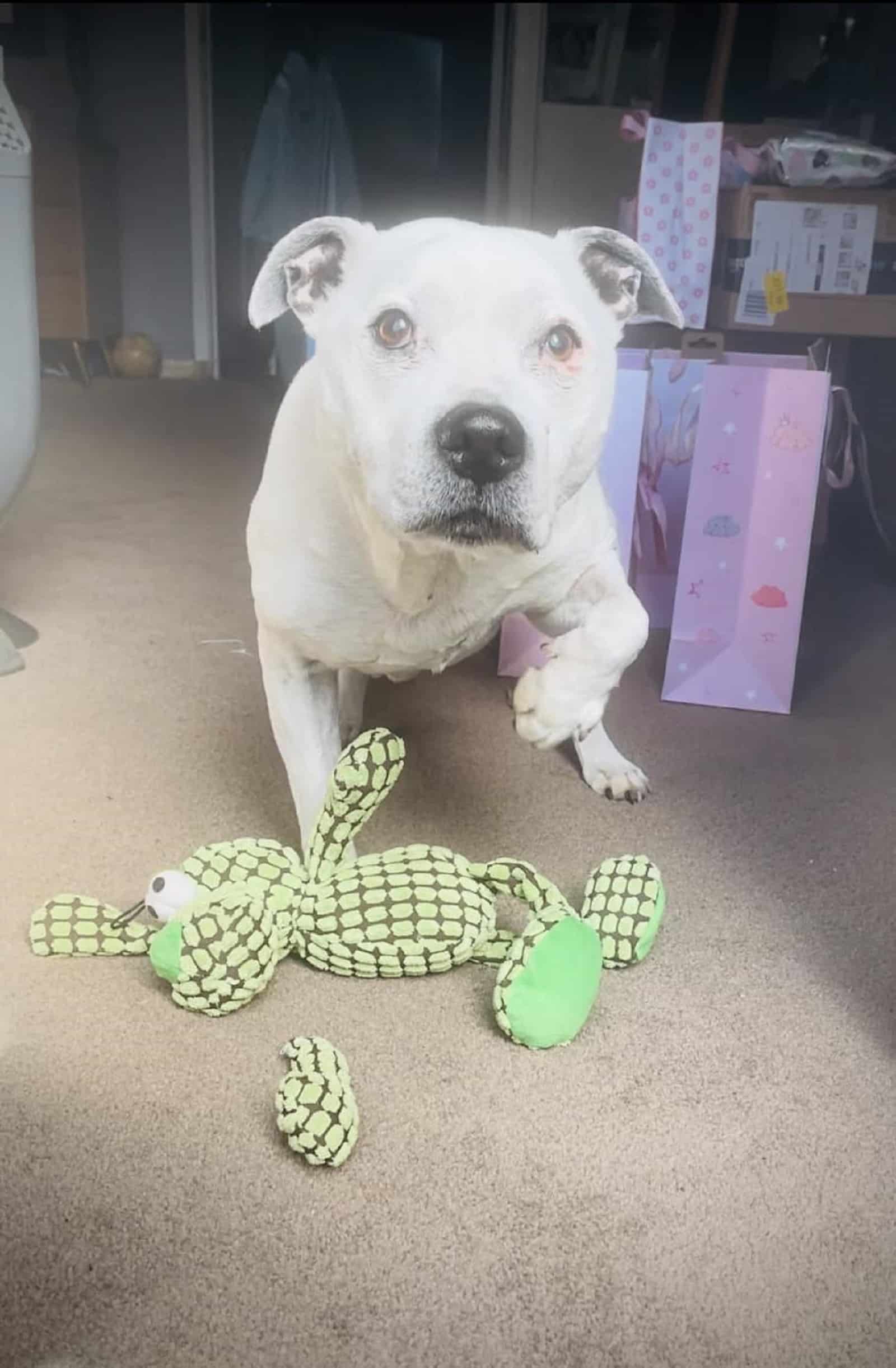 dog playing with a toy indoors