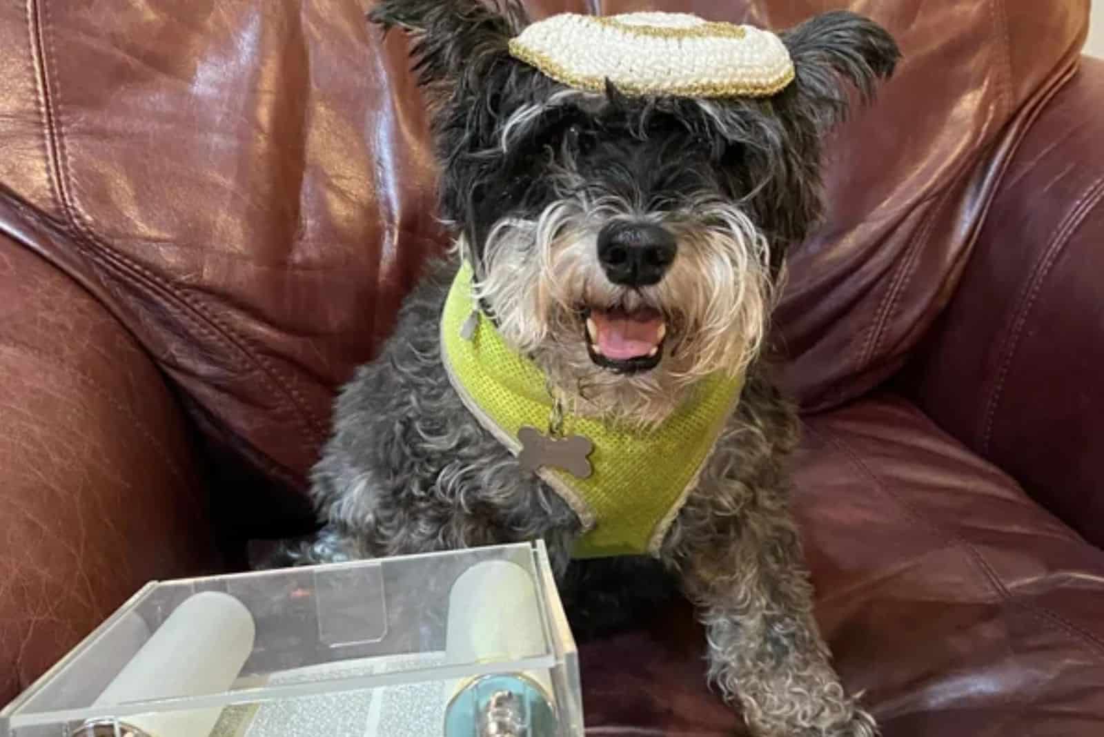 dog sitting in the armchair having bar mitzvah