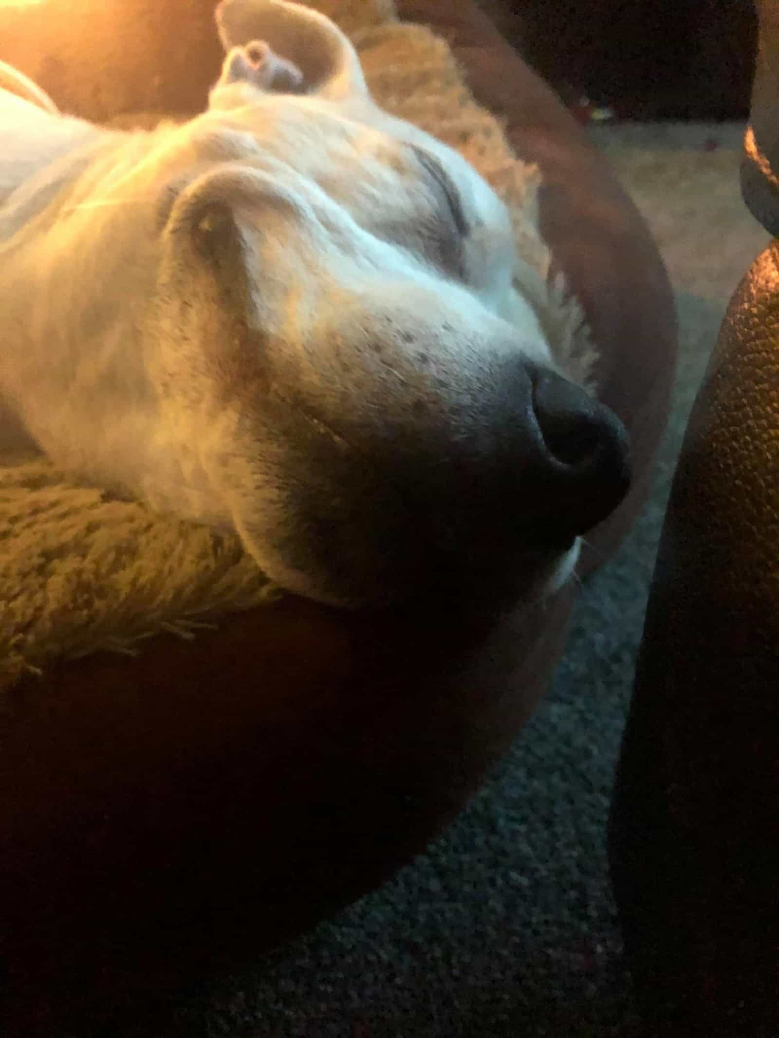 dog sleeping in his bed