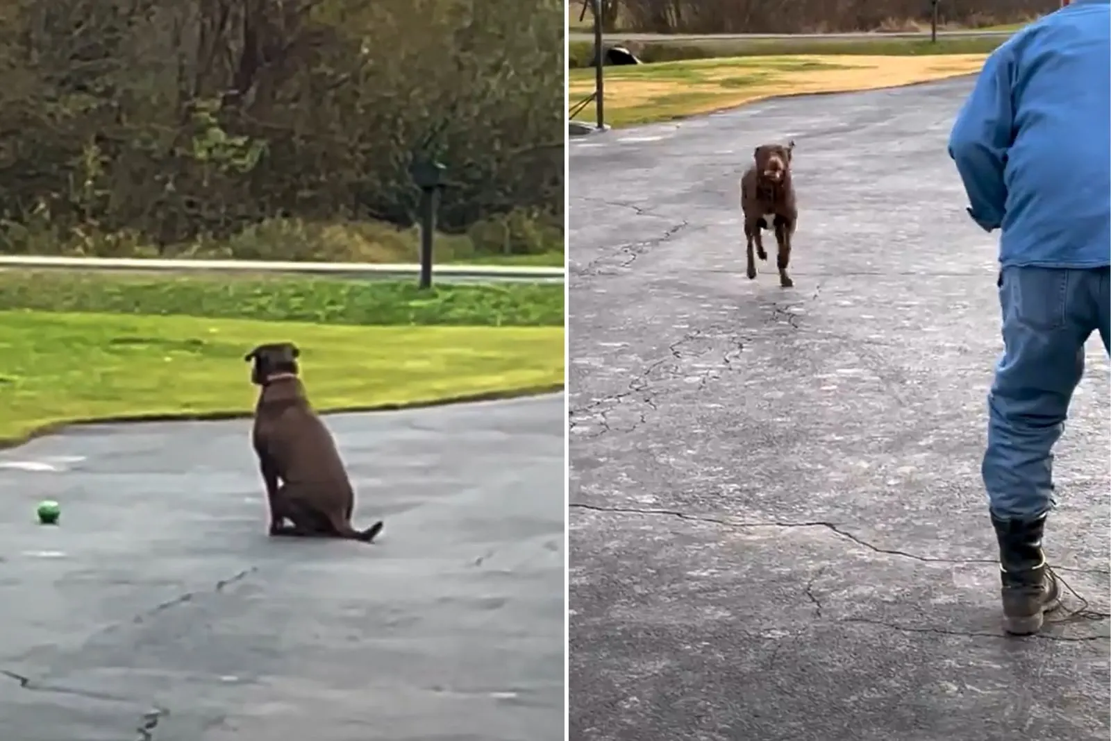 dog waiting on driveway his owner