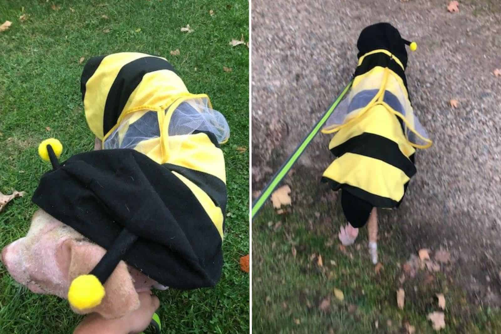 dog with the raincoat