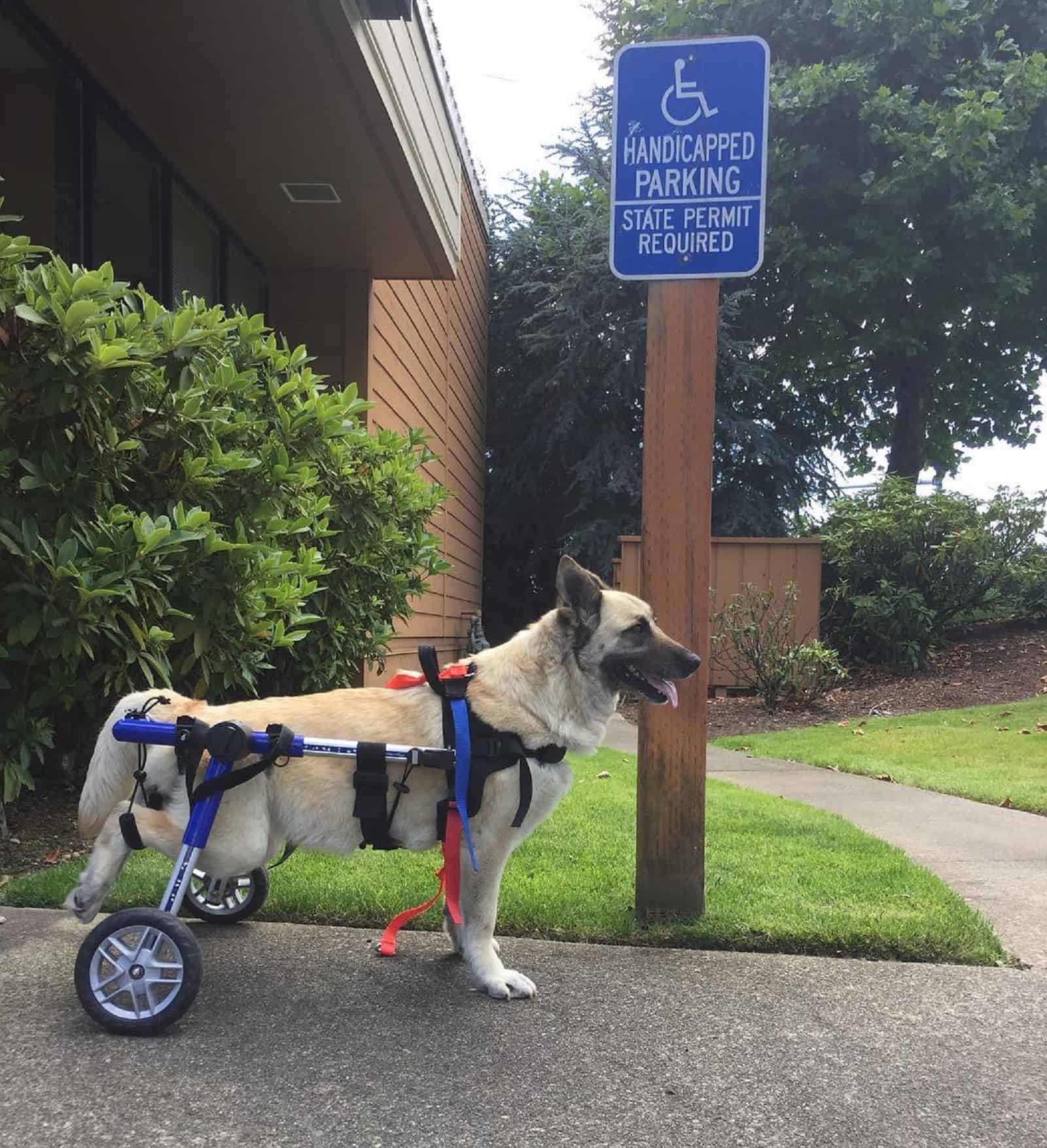 dog with wheelchair standing on parking