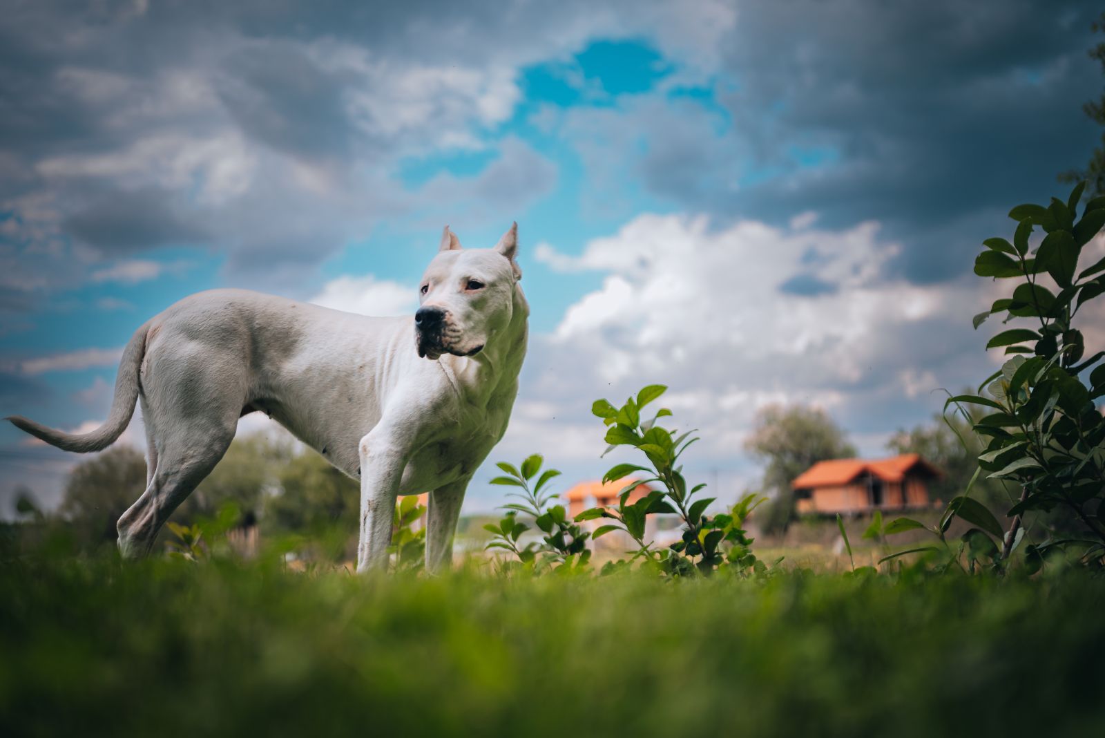 dogo argentino outside