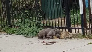 dogs on the street