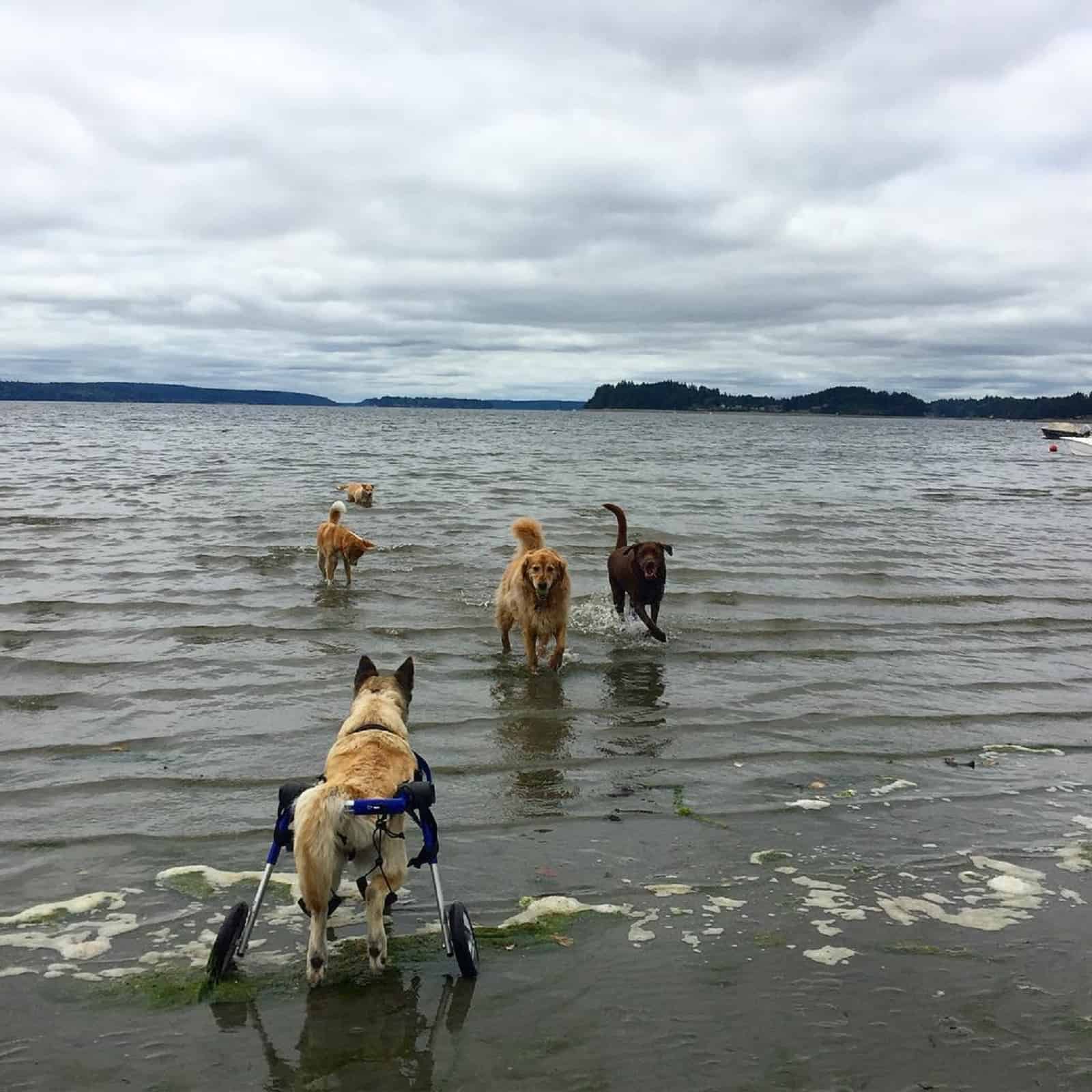 dogs playing in water at cloudy day