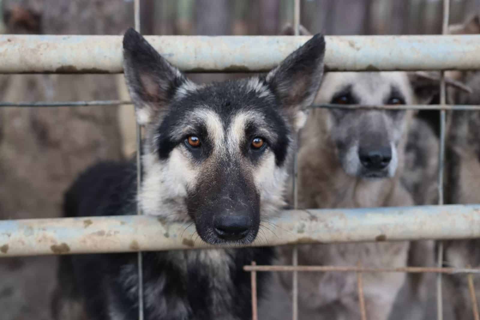 german shepherd dog pushes his head through a cage