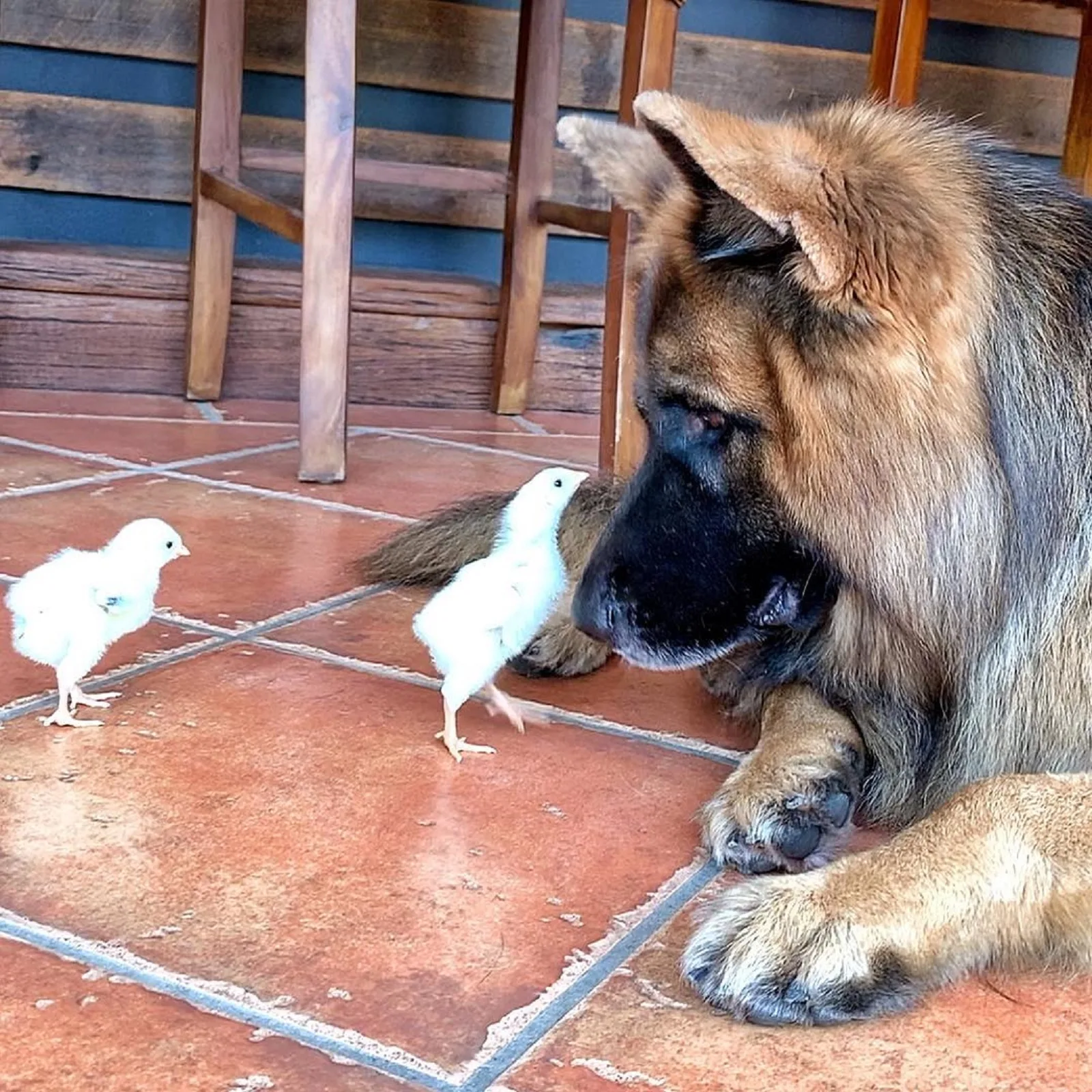 perro pastor alemán y dos gallinas caminando a su alrededor