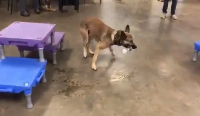 german shepherd dog doing test for service dog